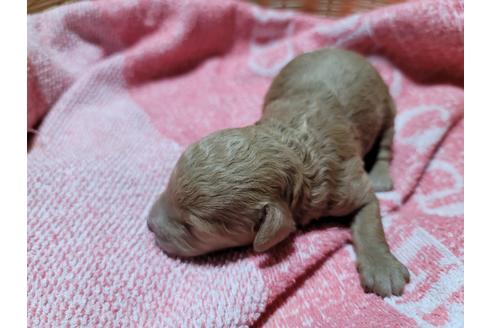 成約済の千葉県のトイプードル-124133の5枚目