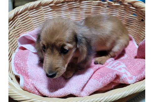 成約済の千葉県のミニチュアダックスフンド(ロングヘアード)-124109の1枚目