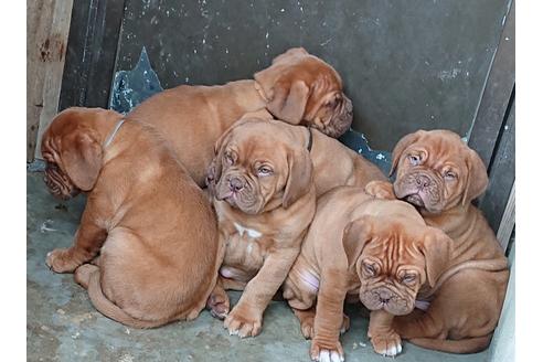 広島県のボルドーマスティフ 男の子 12 29生まれ 希少種ボールドマスティフ生まれました 子犬id ブリーダーナビ 広島県のボルドーマスティフ 男の子 12 29生まれ 希少種ボールドマスティフ生まれました 子犬id ブリーダーナビ