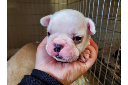 成約済の愛知県のフレンチブルドッグ-123850の1枚目