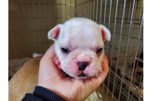 成約済の愛知県のフレンチブルドッグ-123850の3枚目