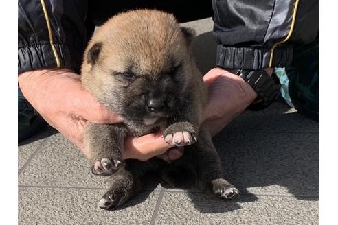 成約済の長崎県の柴犬-124185の5枚目