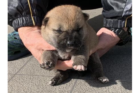 成約済の長崎県の柴犬-124185の4枚目