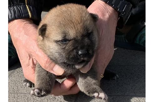 成約済の長崎県の柴犬-124185の2枚目