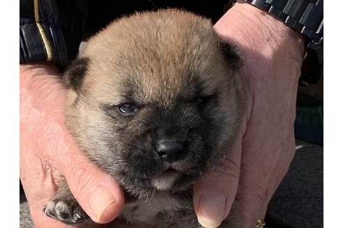 成約済の長崎県の柴犬-124185の1枚目