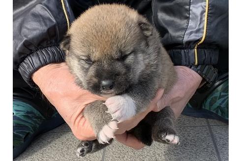 成約済の長崎県の柴犬-124186の5枚目