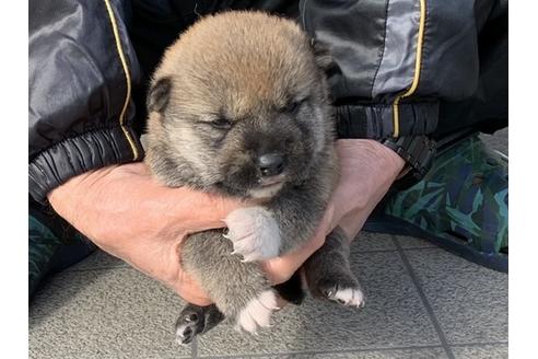 成約済の長崎県の柴犬-124186の4枚目