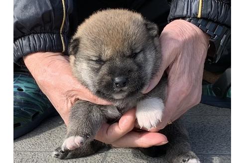 成約済の長崎県の柴犬-124186の3枚目