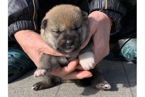 成約済の長崎県の柴犬-124186の2枚目