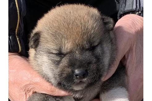 成約済の長崎県の柴犬-124186