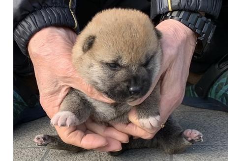 成約済の長崎県の柴犬-124187の5枚目