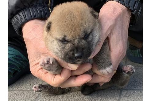 成約済の長崎県の柴犬-124187の4枚目