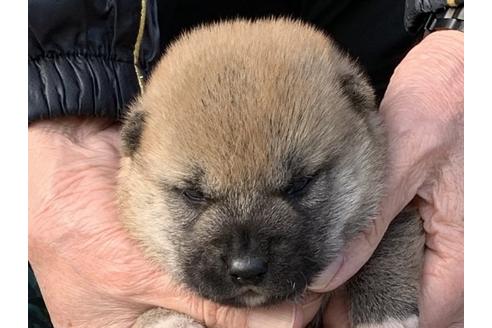 成約済の長崎県の柴犬-124187の3枚目