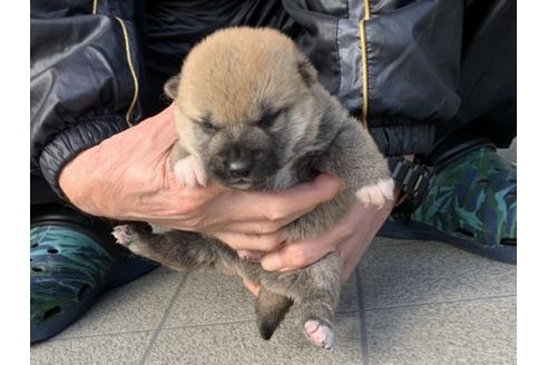 成約済の長崎県の柴犬-124187の2枚目