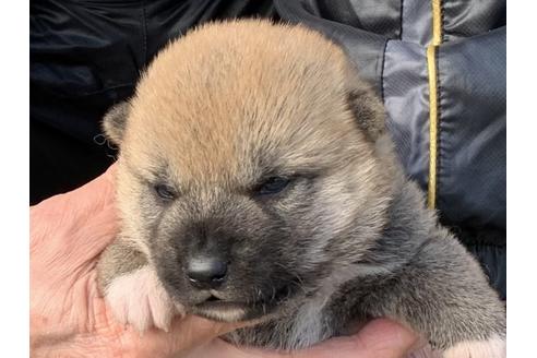 成約済の長崎県の柴犬-124187の1枚目