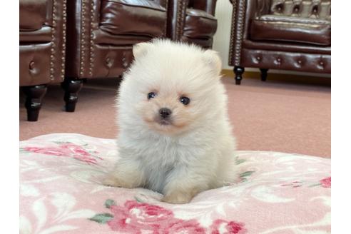成約済の香川県のポメラニアン-122745の1枚目