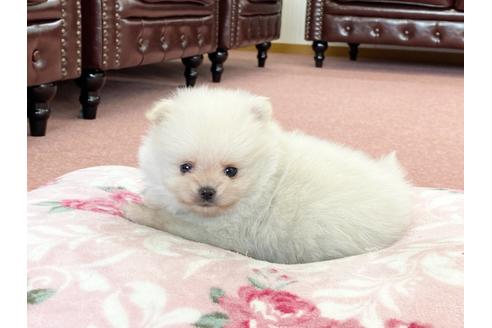 成約済の香川県のポメラニアン-122745の3枚目