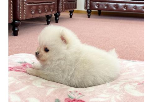 成約済の香川県のポメラニアン-122745の4枚目