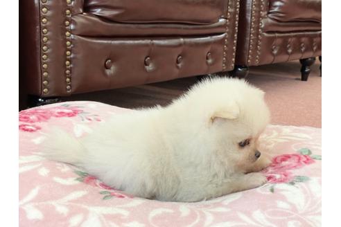 成約済の香川県のポメラニアン-122745の5枚目