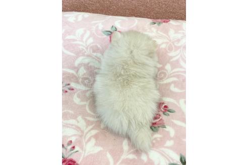 成約済の香川県のポメラニアン-122745の2枚目