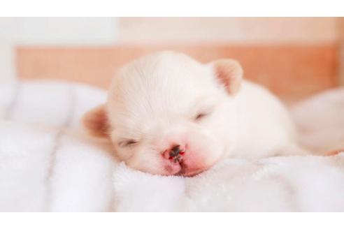 成約済の福岡県のチワワ(ロングコート)-124196の2枚目