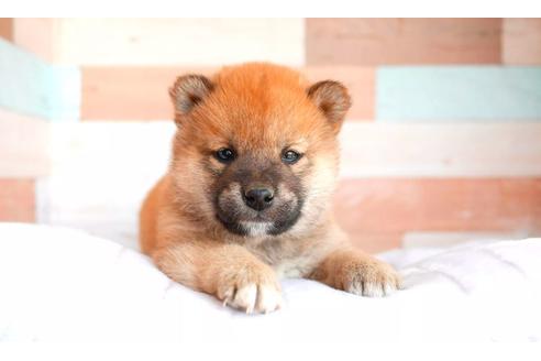 成約済の福岡県の柴犬-124197の1枚目