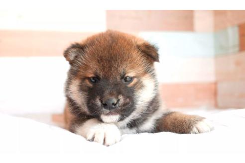 成約済の福岡県の柴犬-124199