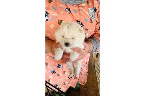 成約済の茨城県の柴犬-124212の1枚目