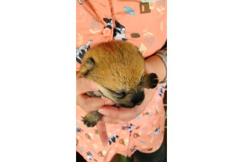 成約済の茨城県の豆柴-124217の1枚目