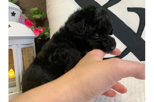 成約済の埼玉県のタイニープードル-124230の5枚目