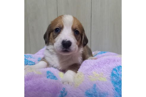 神奈川県のミックス犬 男の子 21 01 29生まれ 愛嬌たっぷり短足胴長垂れ耳バセコギちゃん 子犬id ブリーダーナビ 神奈川県のミックス犬 男の子 21 01 29生まれ 愛嬌たっぷり短足胴長垂れ耳バセコギちゃん 子犬id ブリーダーナビ