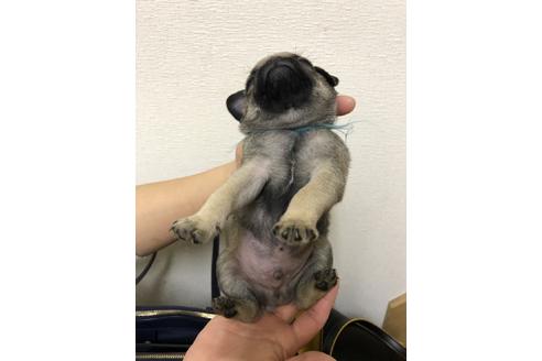 成約済の千葉県のパグ-124283の3枚目