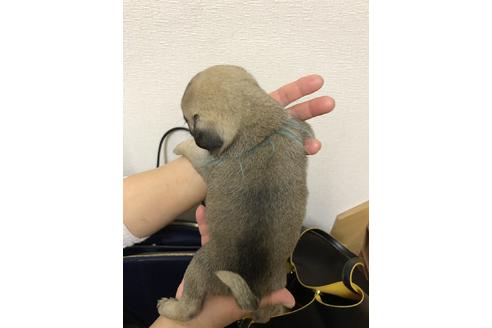 成約済の千葉県のパグ-124283の2枚目