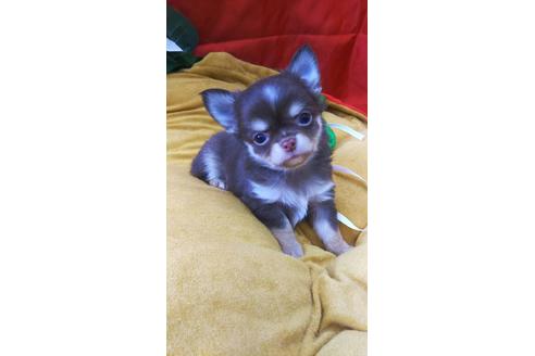 成約済の愛知県のチワワ(ロングコート)-124291の1枚目