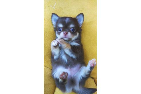 成約済の愛知県のチワワ(ロングコート)-124291の4枚目