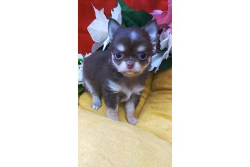 成約済の愛知県のチワワ(ロングコート)-124291の3枚目