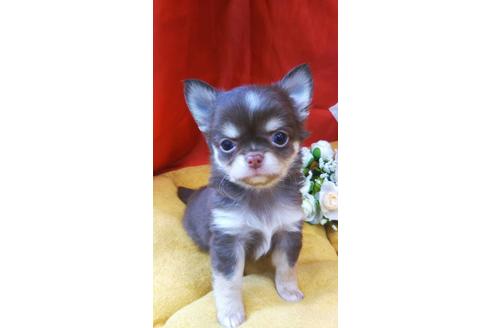 成約済の愛知県のチワワ(ロングコート)-124291の2枚目