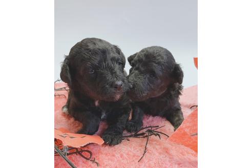 成約済の千葉県のトイプードル-124305の1枚目