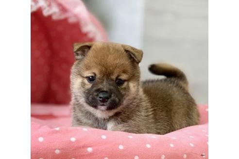 成約済の大阪府の柴犬-124309の5枚目