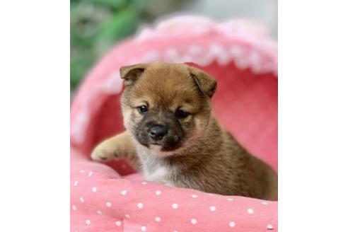 成約済の大阪府の柴犬-124309の3枚目
