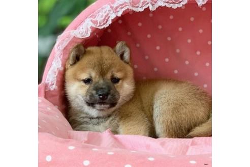 成約済の大阪府の柴犬-124320の1枚目