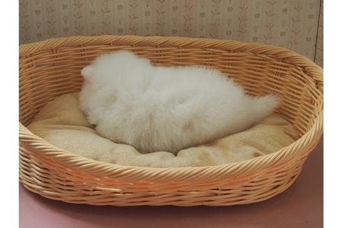 成約済の岡山県のポメラニアン-124331の4枚目