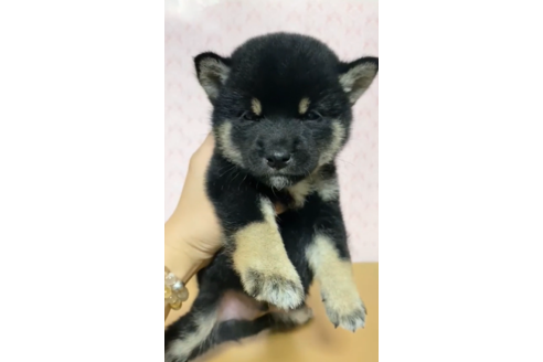 成約済の茨城県の豆柴-124333