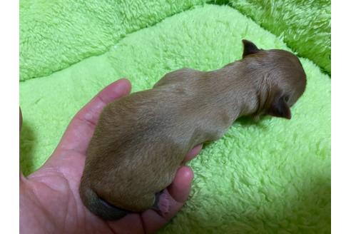 成約済の神奈川県のチワワ(ロングコート)-124564の80枚目
