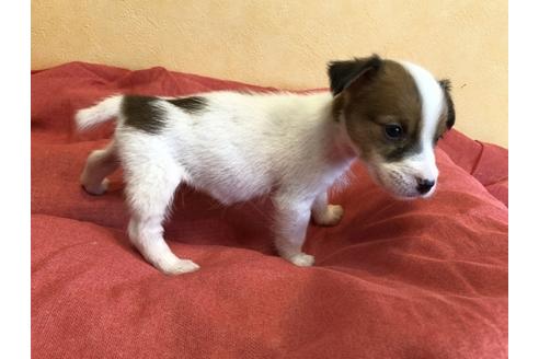 成約済の京都府のジャックラッセルテリア-124415の3枚目