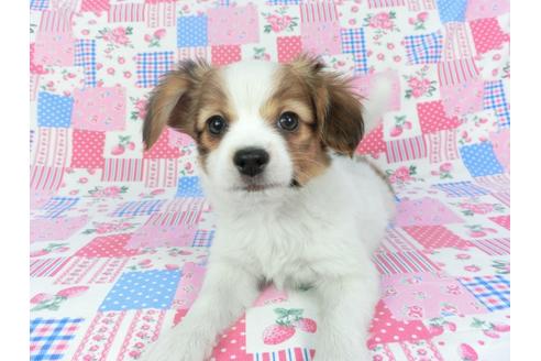 成約済の千葉県のパピヨン-120740