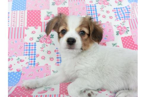 成約済の千葉県のパピヨン-120740の3枚目