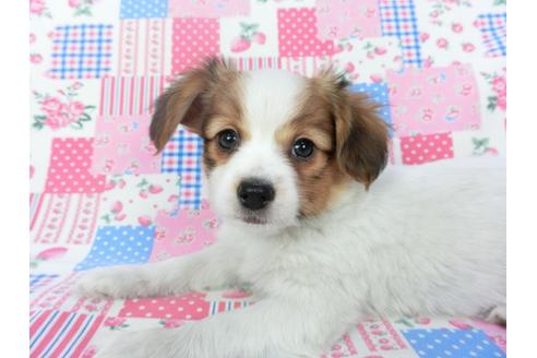 成約済の千葉県のパピヨン-120740の2枚目