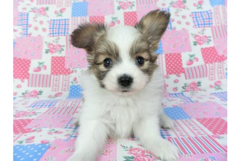 成約済の千葉県のパピヨン-123084の1枚目