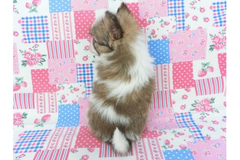 成約済の千葉県のパピヨン-123084の4枚目